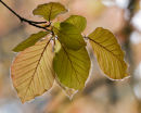 Young_Copper_Beech_Leaves