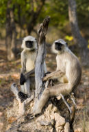 Chilling_Langurs_India
