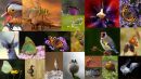 2009 Top Twenty Montage