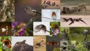 2010 Top Twenty Montage