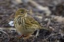 Rock Pipit