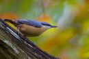 Nuthatch