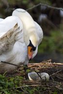 Mute Swan on Nest
