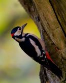 Greater_Spotted_Woodpecker