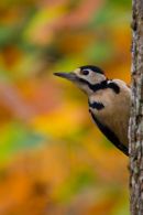 Greater_Spotted_Woodpecker