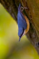 Nuthatch