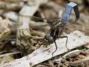 Male_Keeled_Skimmer