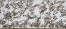 Godwits and Redshank