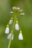 Cuckooflower