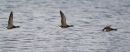 Brent Geese