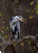 Grey_Heron_5