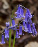Bluebells