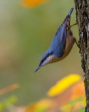 Nuthatch