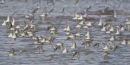 Dunlin