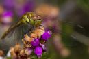 Female_Common_Darter