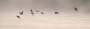 Arty_Lapwings