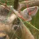 Fallow_Stag_1