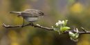 Chiffchaff