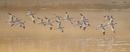 Avocets