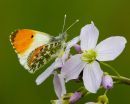 Male Orange-tip Butterfly