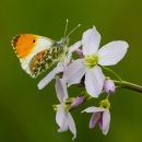 Male Orange-tip Butterfly