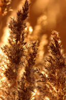 Autumn_Reeds