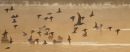 Waders