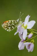 Male Orange-tip Butterfly