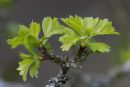 Hawthorn