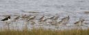 Grey Plover