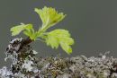Hawthorn and Lichen