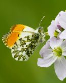 Male Orange-tip Butterfly