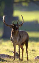 Bellowing_Fallow_Deer_Stag
_Powderham