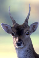 Powderham_Fallow_Deer_1