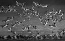 B&W Avocets