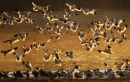 Orton Effect Avocets