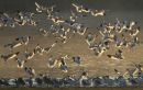 Avocets