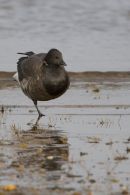 Brent Goose