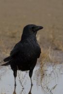 Crow