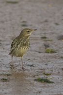 Rock Pipit