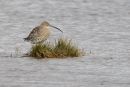 Curlew