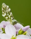 Male Orange-tip Butterfly