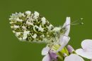 Male Orange_tip Butterfly