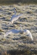 Fighting Little Egrets