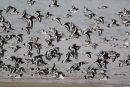 Oystercatchers
