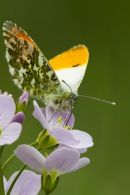Male Orange-tip Butterfly