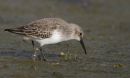 Dunlin