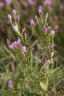 Dumpy Centaury