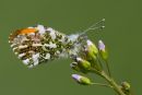 Male Orange-tip Butterfly