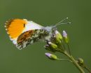 Male Orange-tip Butterfly